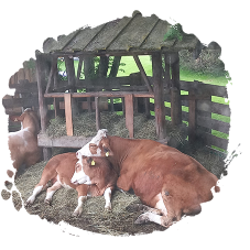 Familienurlaub im Moagut in Mariapfar im Lungau